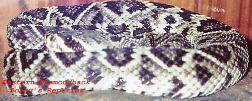 My Eastern Diamondback copy.jpg [99 Kb]